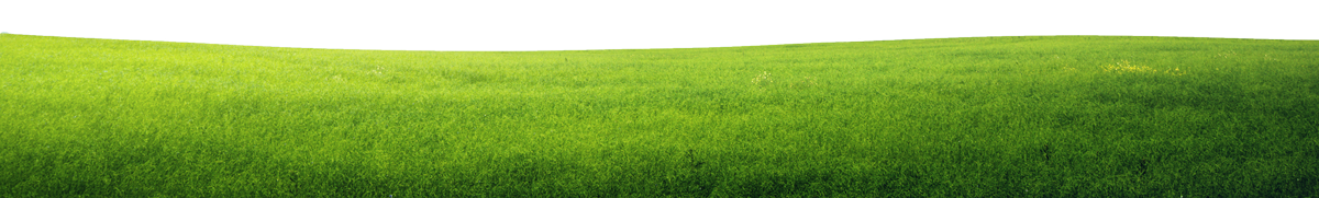 field-of-grass